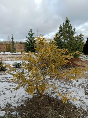 Tsuga canadensis 'Wintergold'