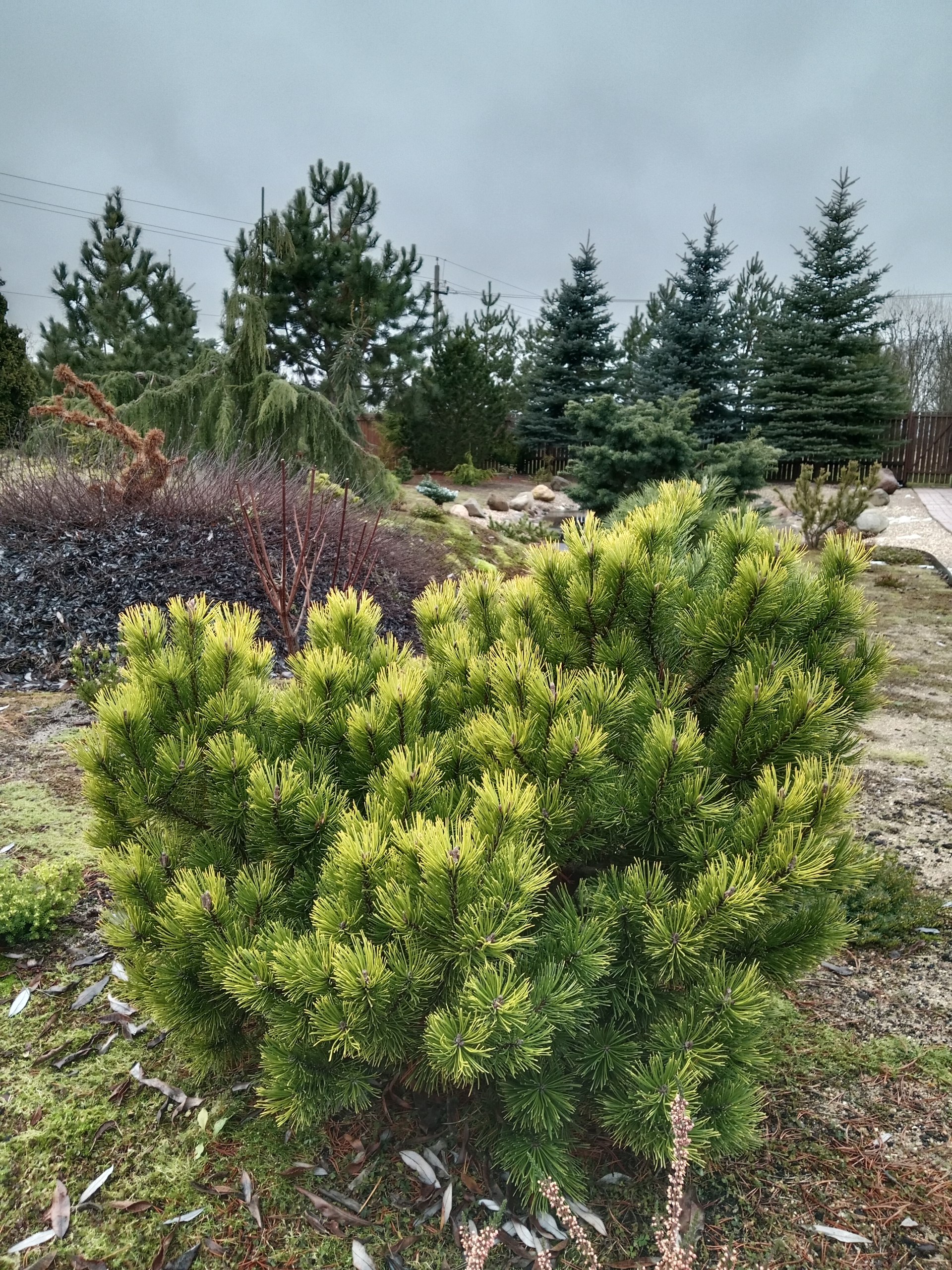 Pinus mugo 'Ophir'
