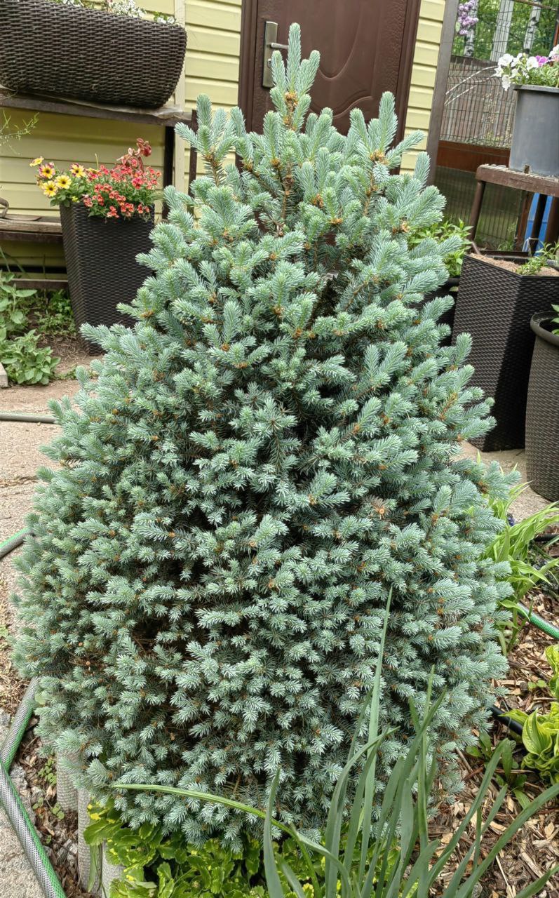 Picea pungens 'Scottie'