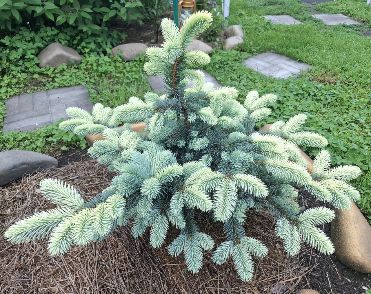 Picea pungens 'Nimetz'