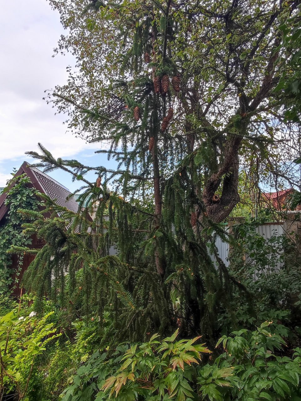 Picea abies 'Cranstonii'