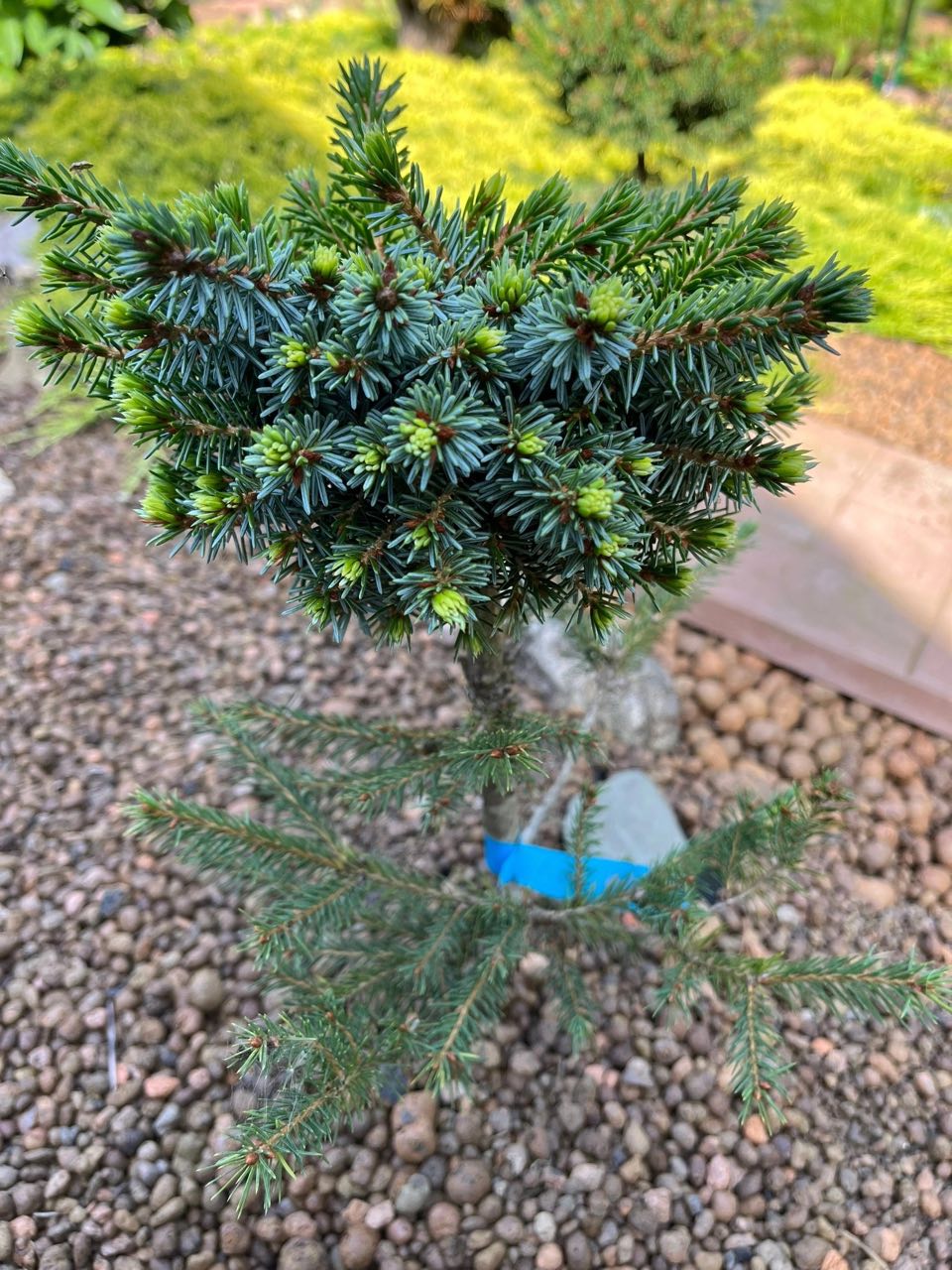Picea omorika ‘Kubat’