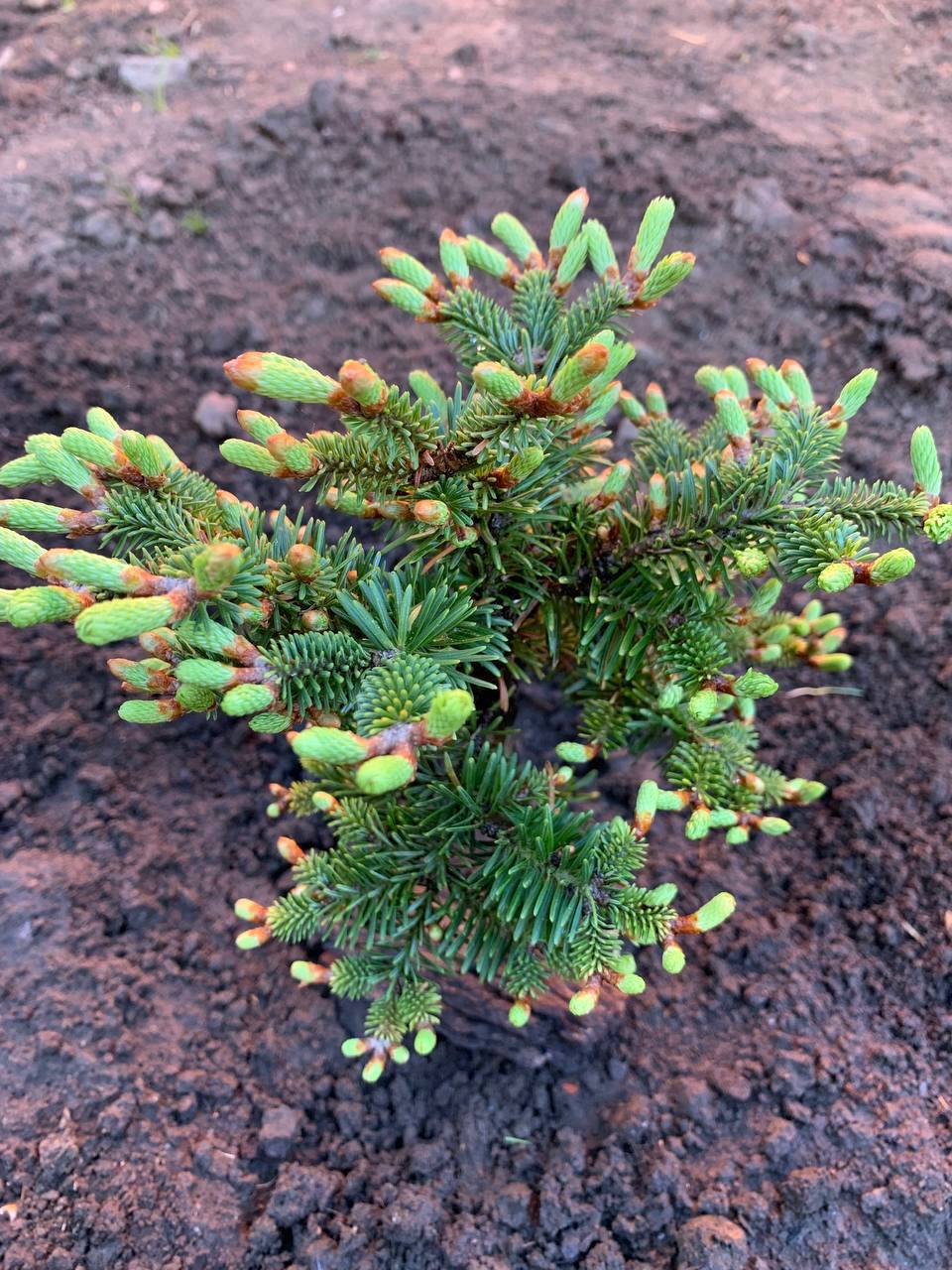 Abies balsamea 'WB 94018'