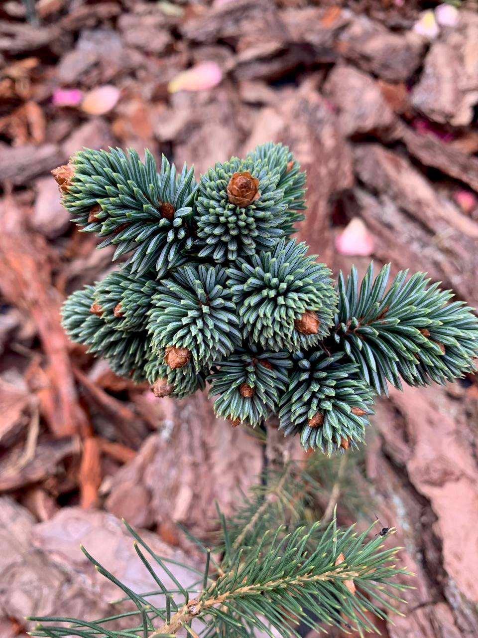 Picea jezoensis 'Schirrmann'