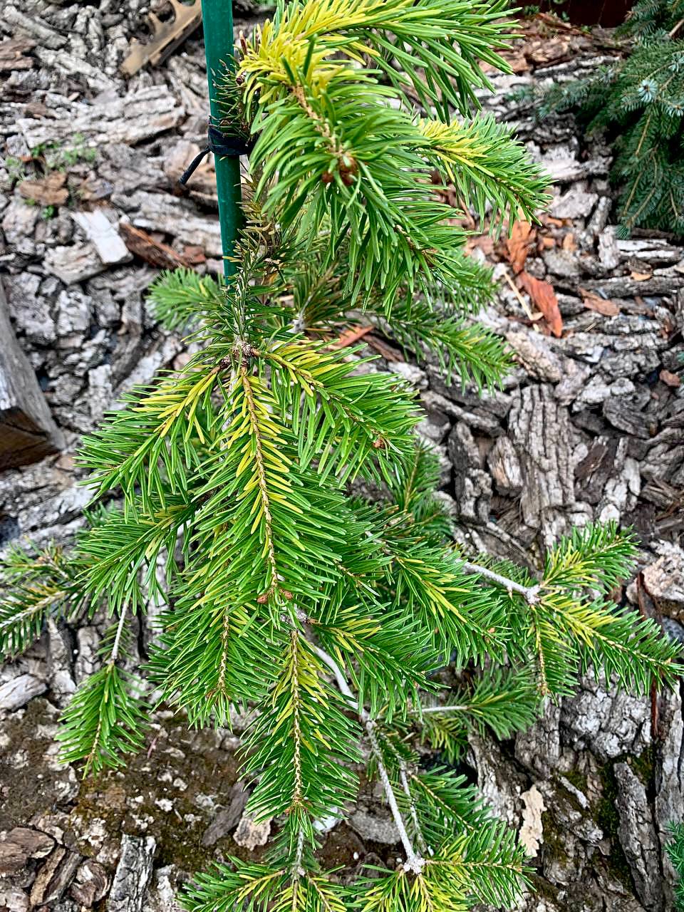 Abies nordmanniana 'Filip’s Goldheart'
