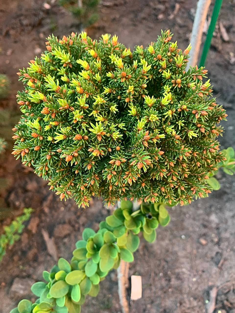 Picea abies 'Bary Mazayta'