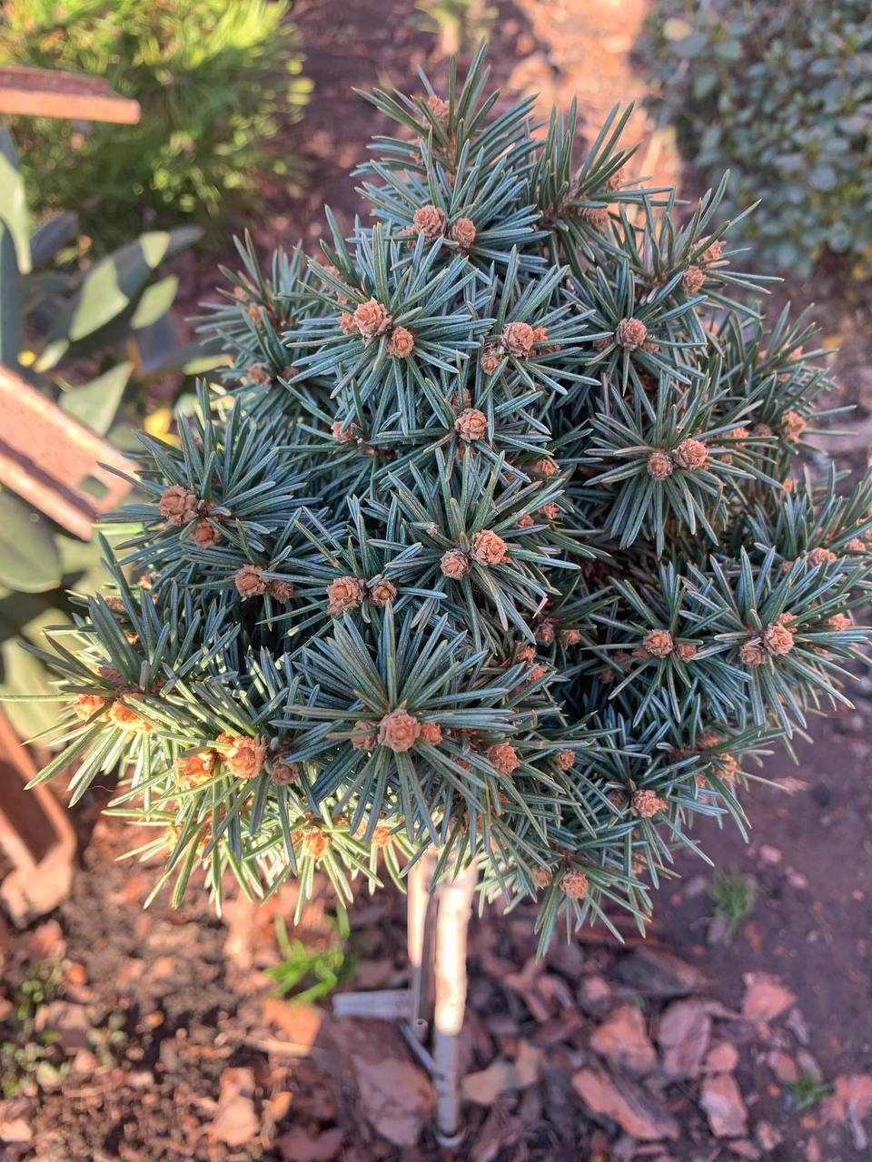 Picea pungens 'Hoback Globus'
