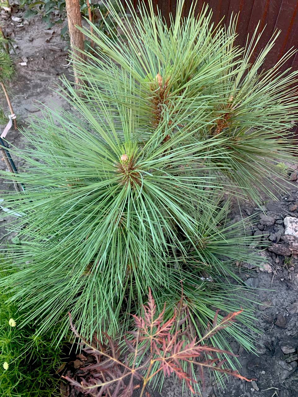 Pinus jeffreyi ‘Joppi’