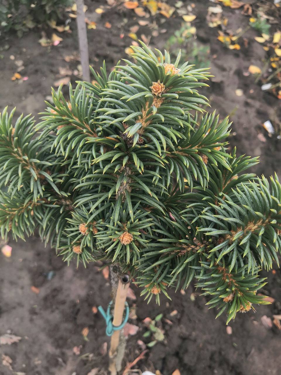 Picea pungens 'Skylar'