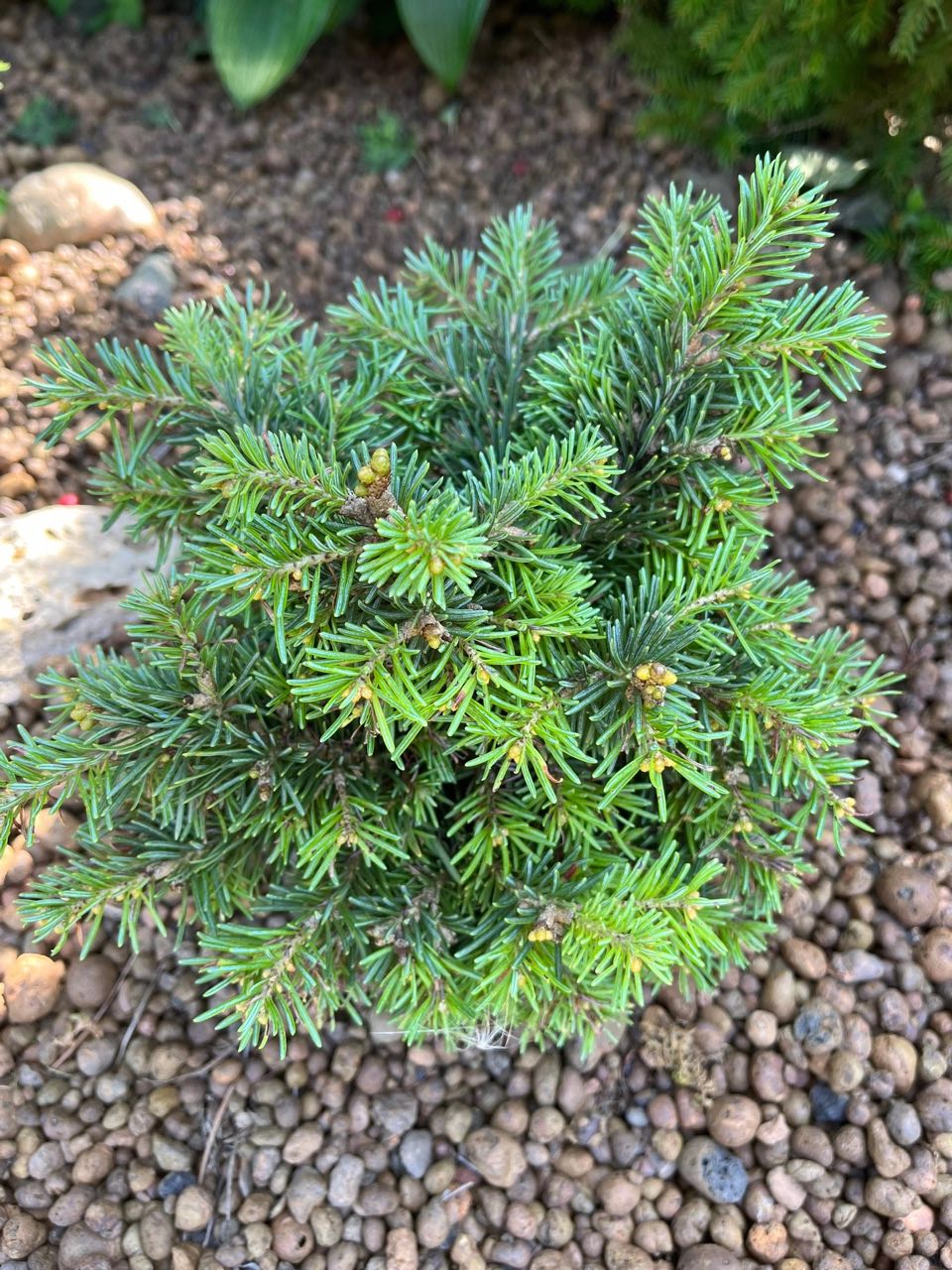 Abies lasiocarpa "Beth Mini’