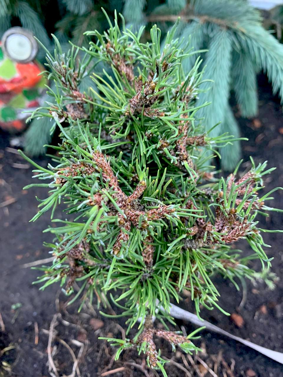 Pinus mugo (uncinata) 'Dikobraz'