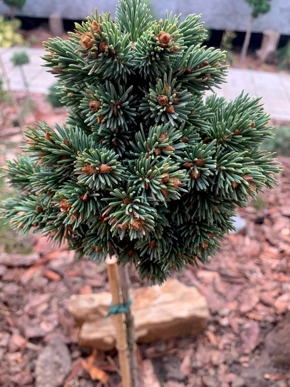 Picea glauca 'Holata'