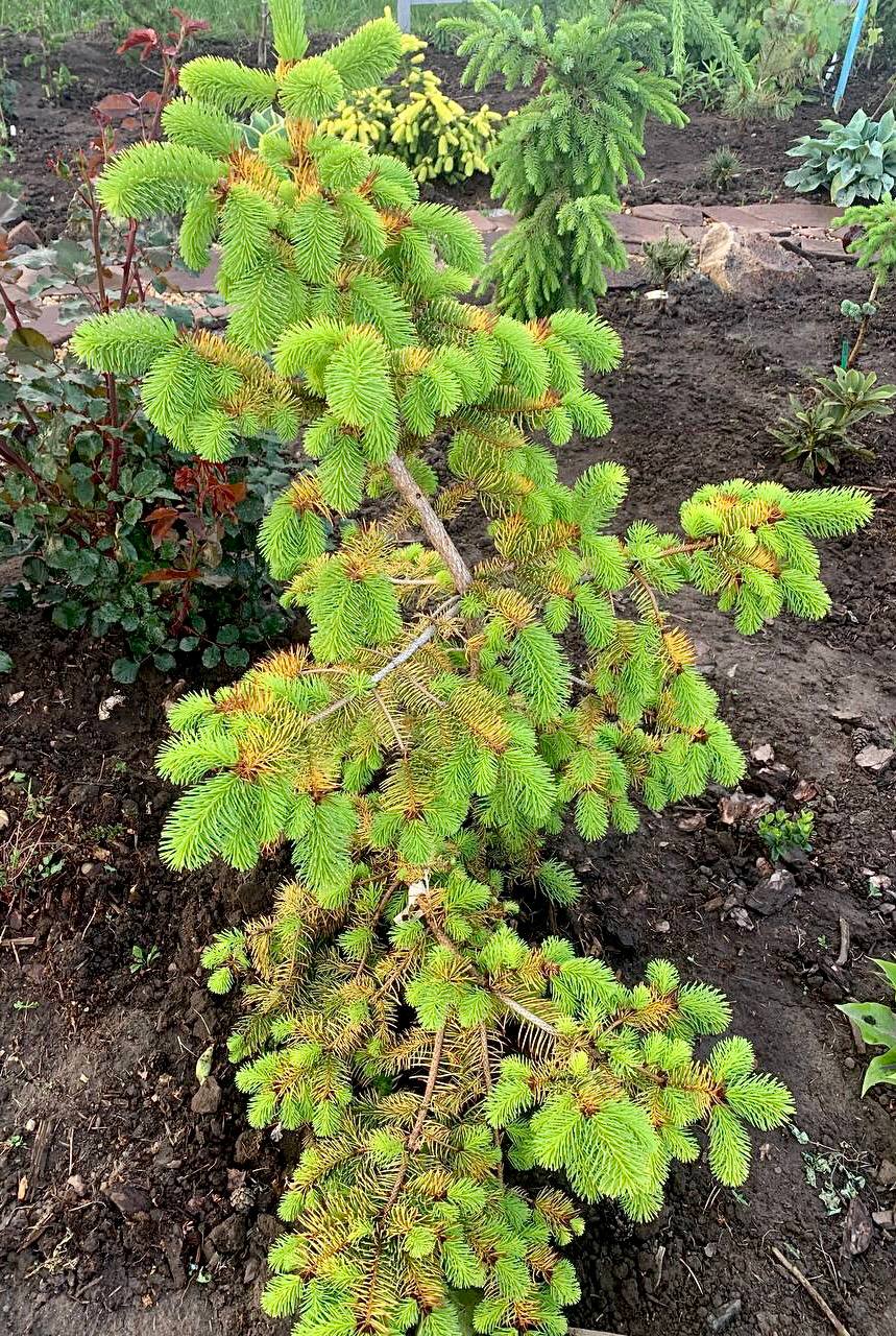 Picea abies 'Golden Beskid'