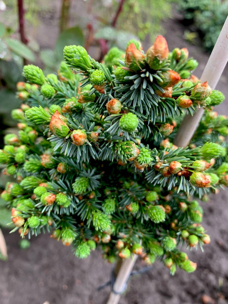 Picea abies 'Kushel'