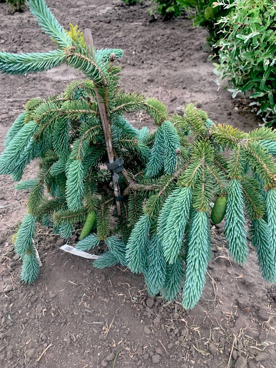 Picea glauca 'Coerulea'