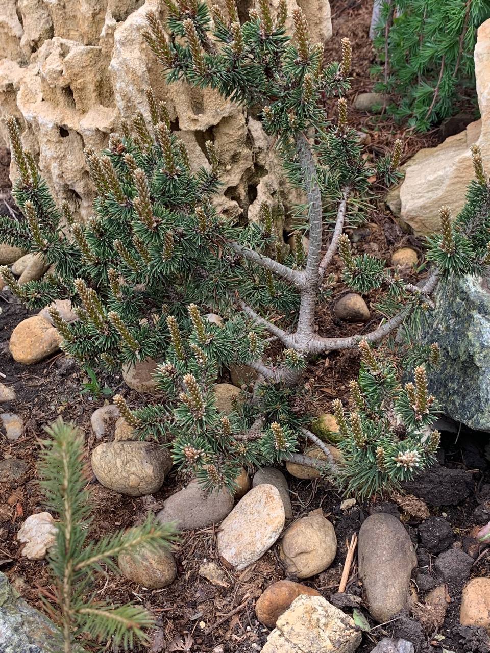 Pinus mugo 'Minima Kalous'