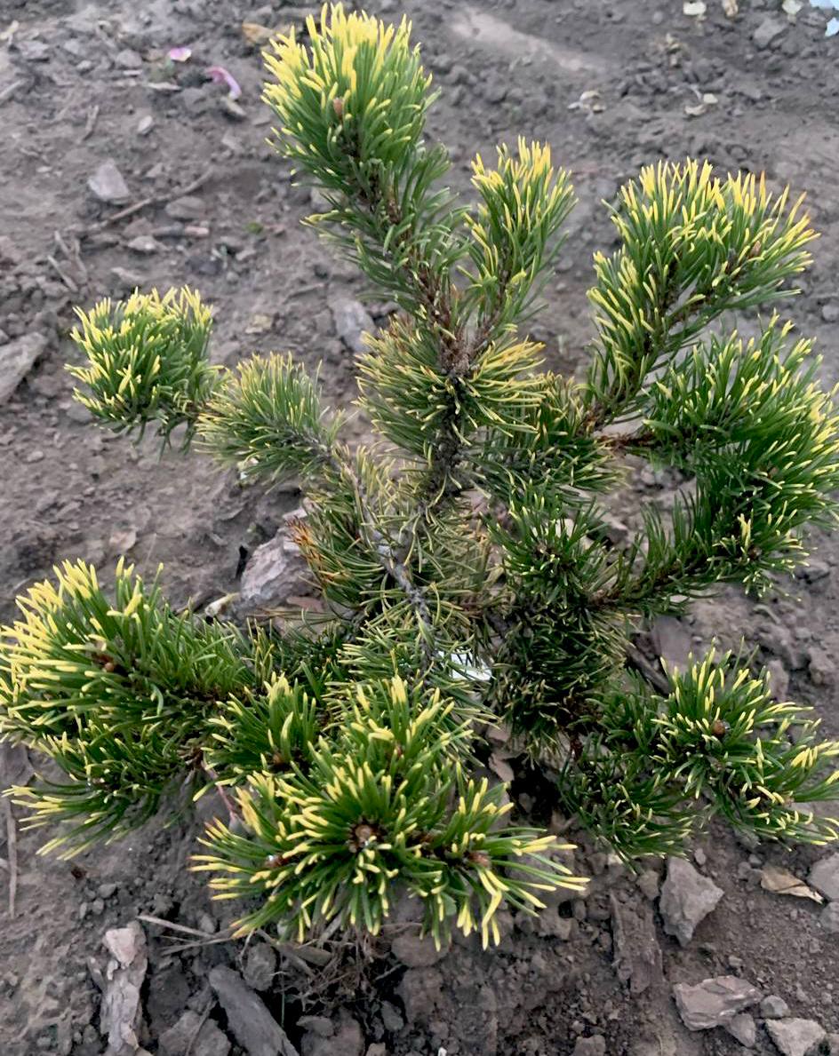 Pinus mugo 'Golden Flash'