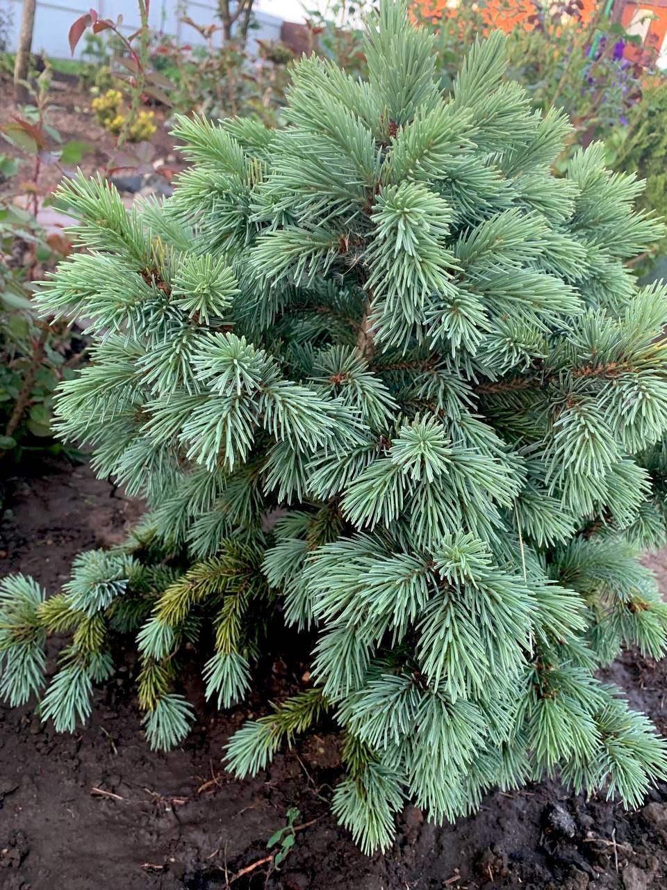 Picea engelmannii 'Stanley Mountain'
