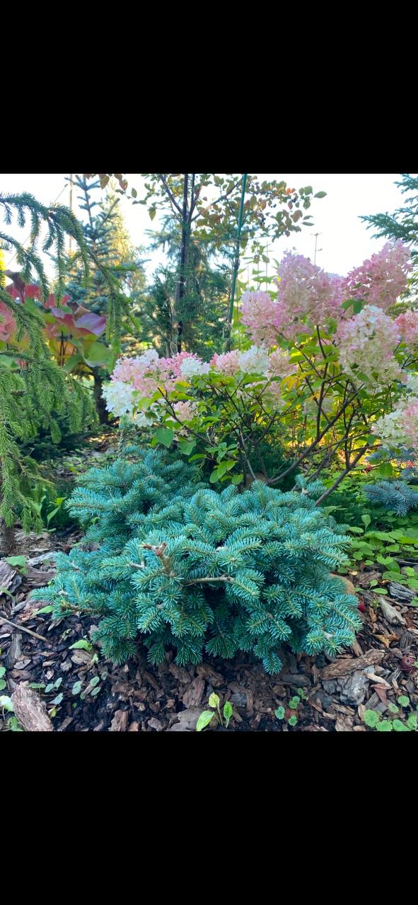 Abies koreana 'Tannja'