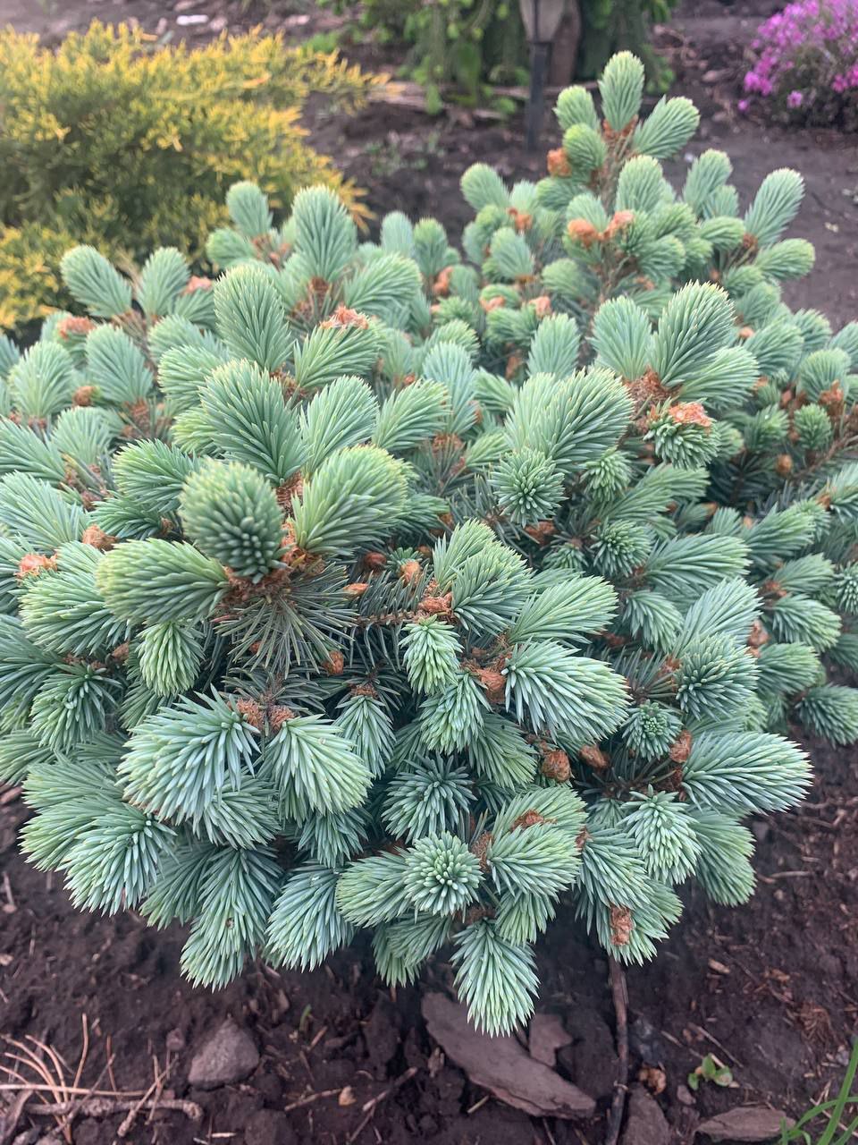 Picea pungens 'Glauca Compacta'