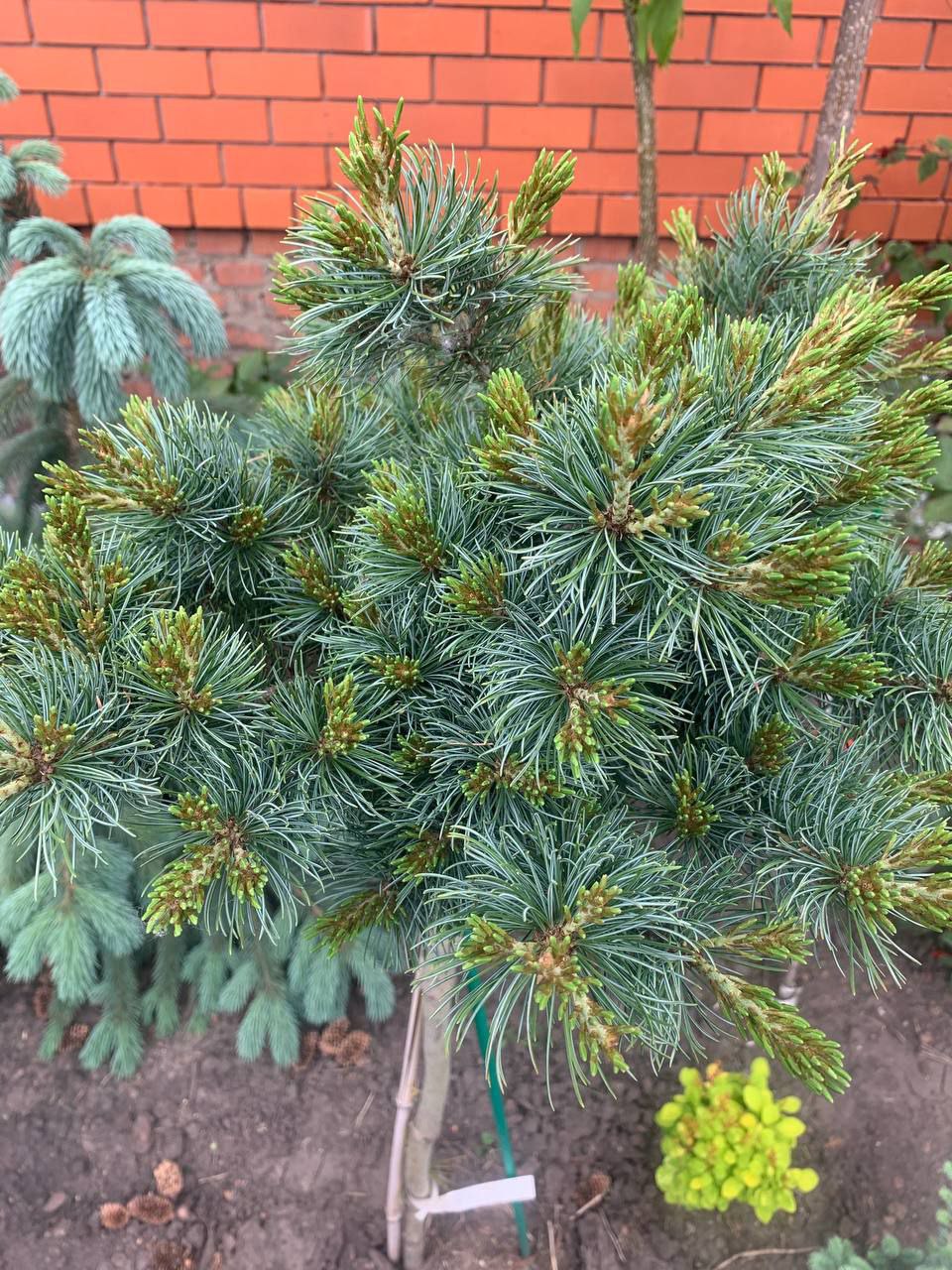 Pinus parviflora 'Bunty'