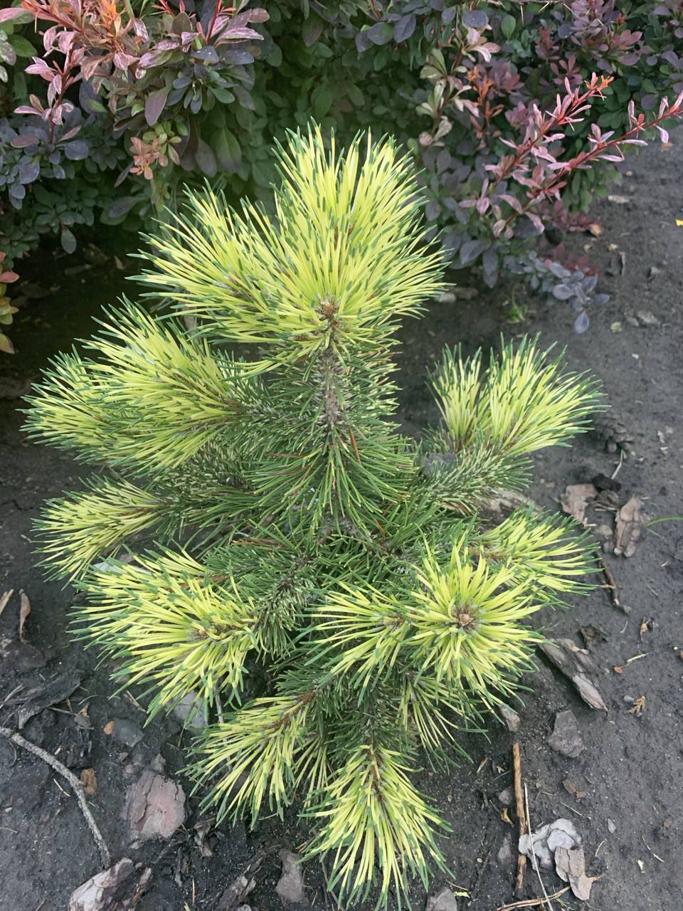 Pinus uncinata 'Billabong'