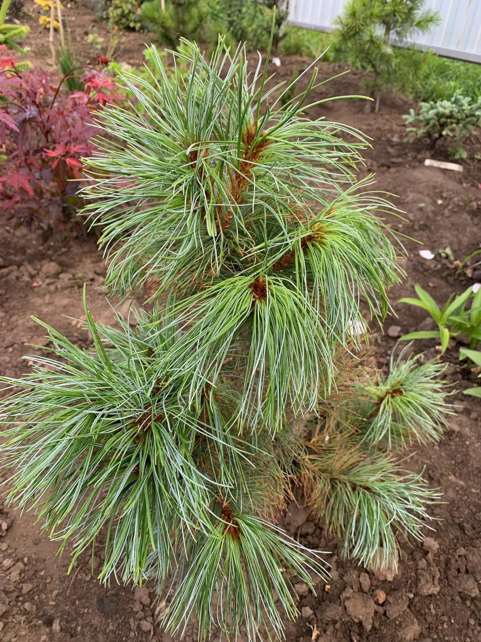 Pinus pumila 'Barmstedt'