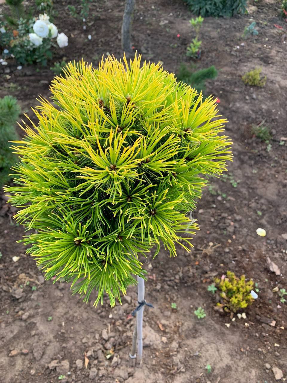 Pinus mugo 'Butternut'