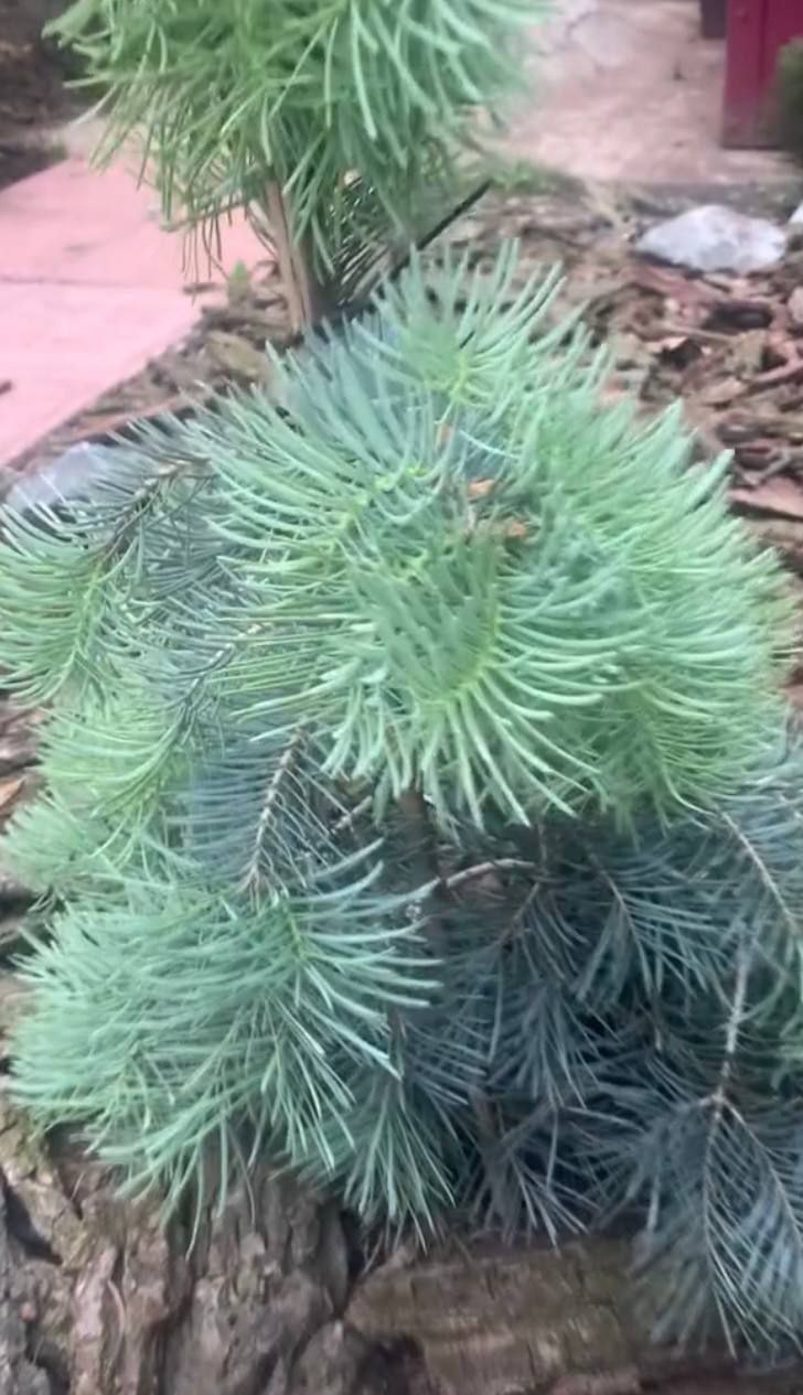 Abies concolor 'Long Hair'