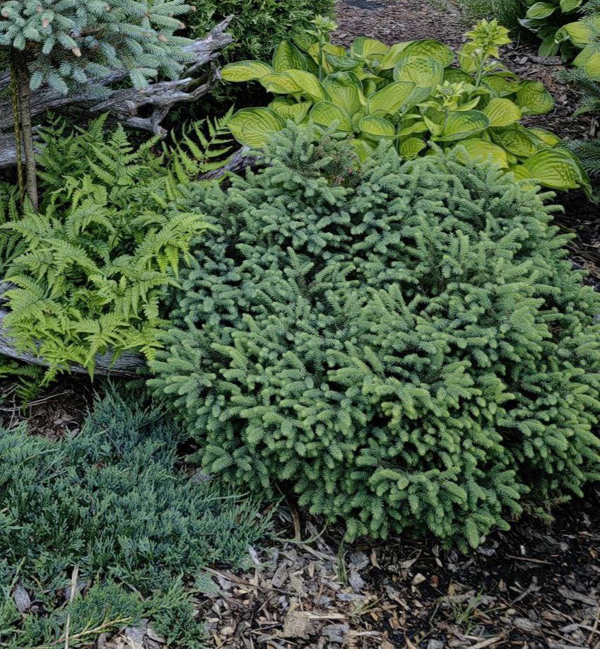 Picea mariana 'Ericoides'