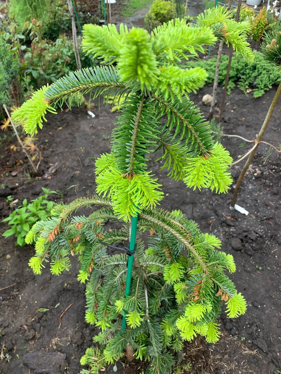 Abies alba ‘Green Spiral'