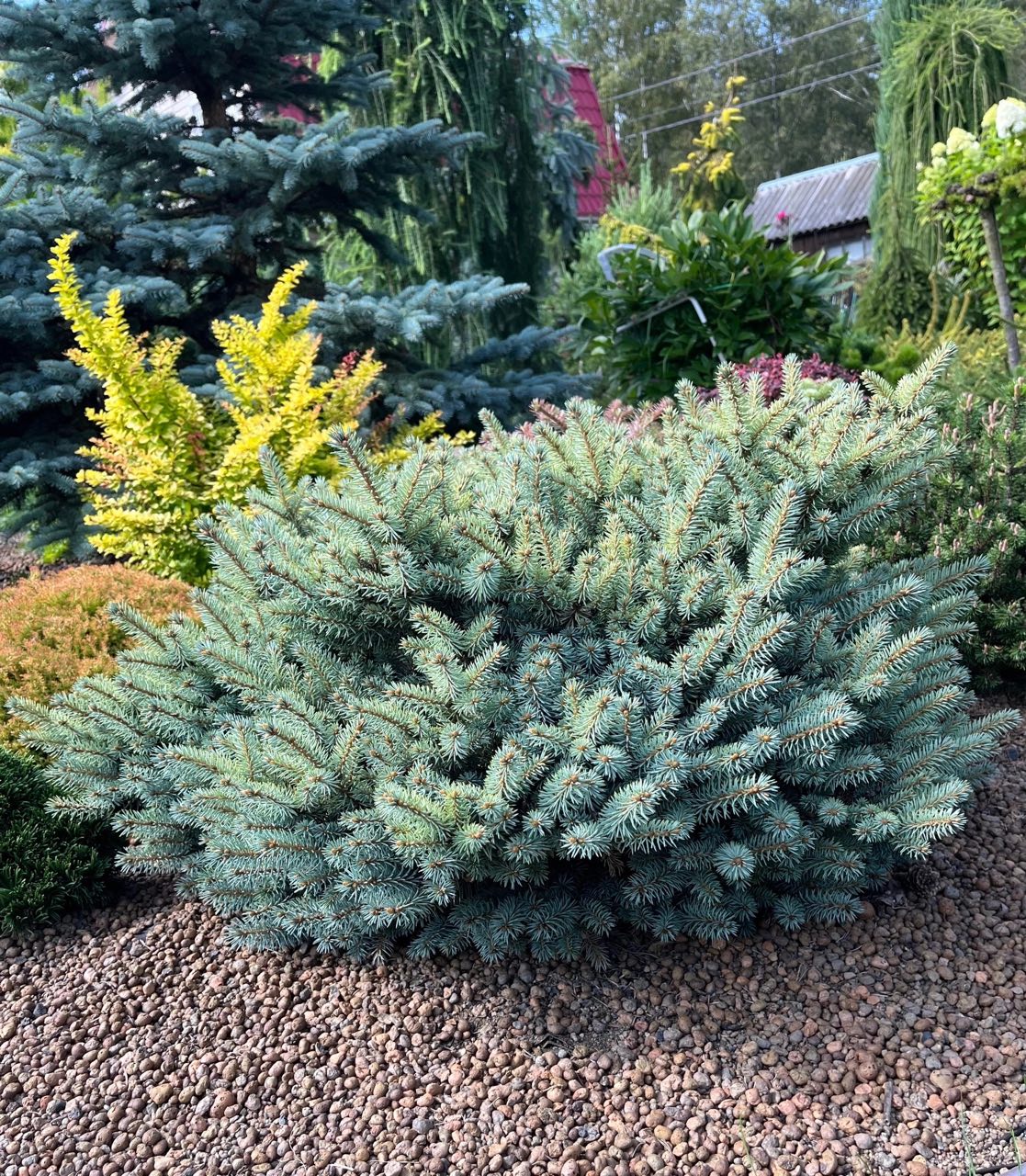 Picea pungens ‘St. Mary's Broom’