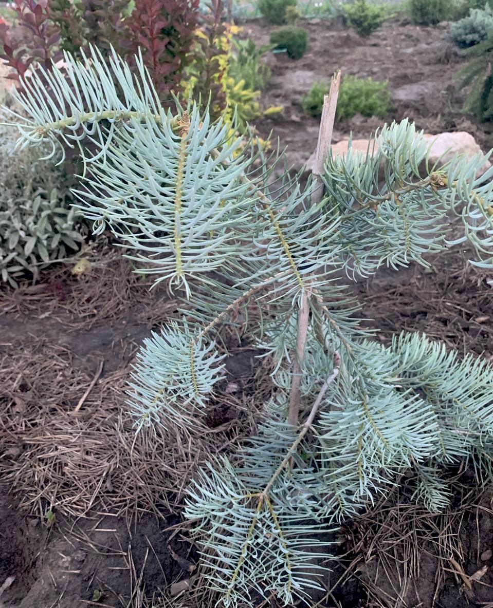 Abies concolor ‘Ledziny’