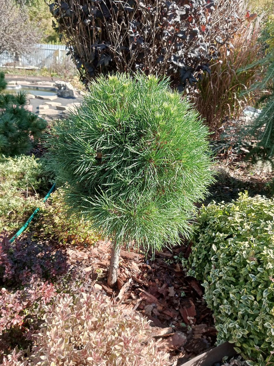 Pinus sylvestris ‘Globosa Viridis’