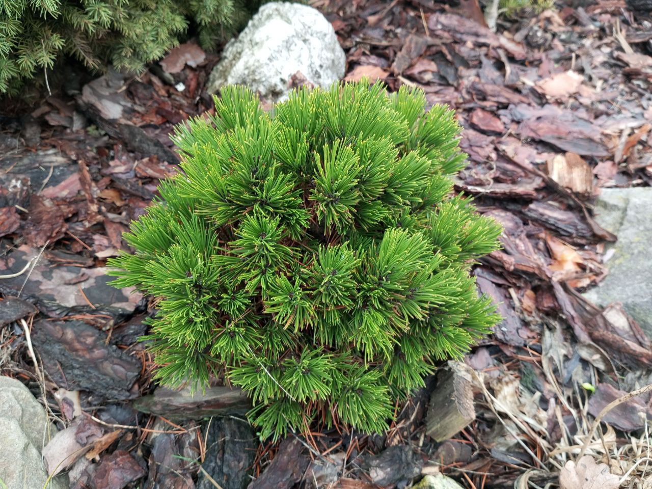 Pinus heldreichii / leucodermis 'Smidtii'