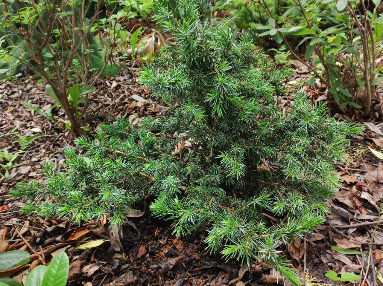 Picea omorika 'Gnom'