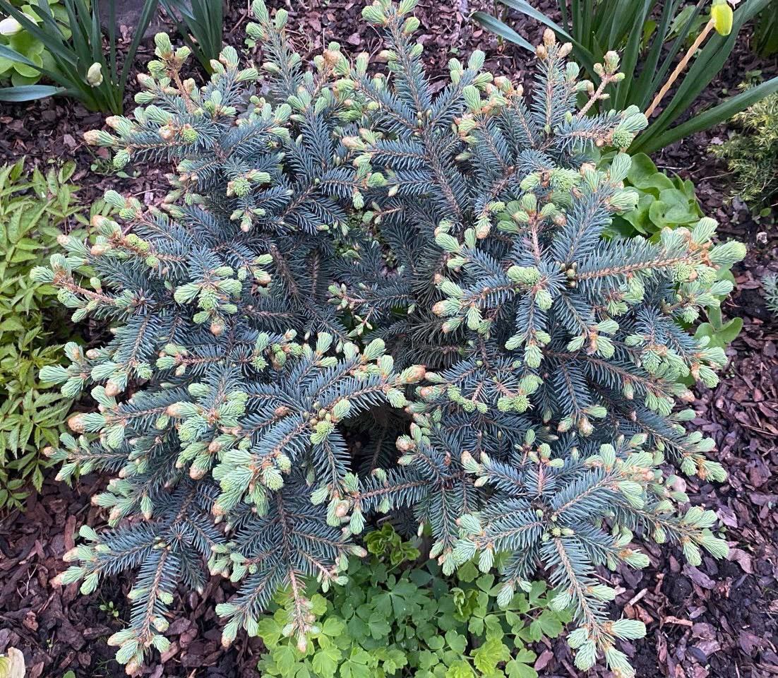Picea engelmannii 'Thomschke'
