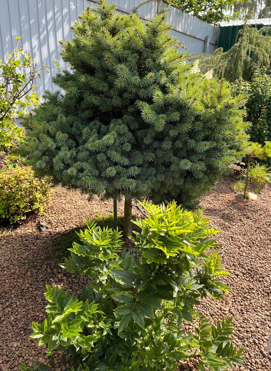 Picea pungens ‘Grom’
