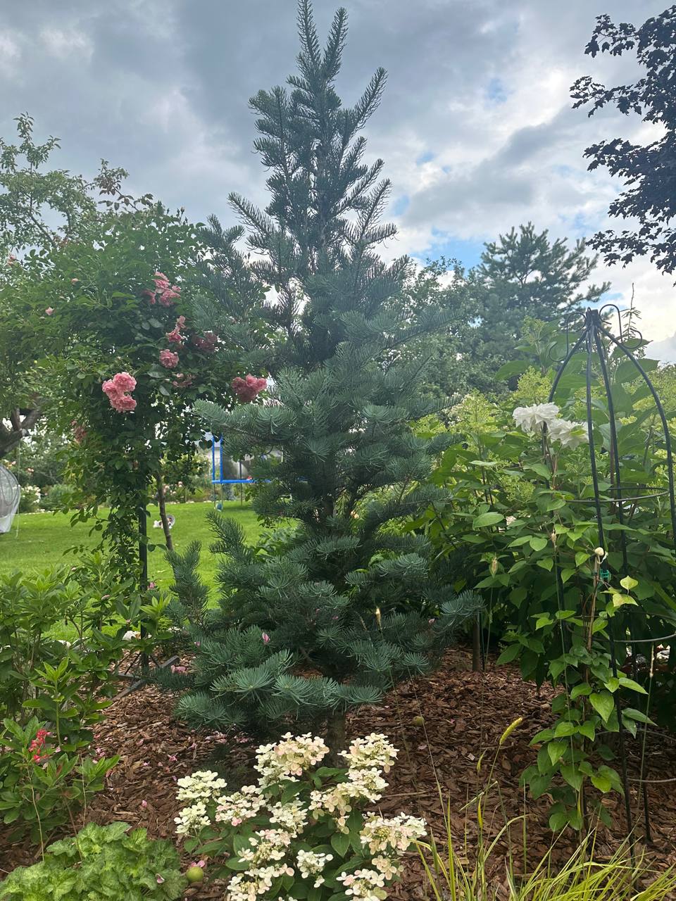 Abies concolor ‘Fastigiata’