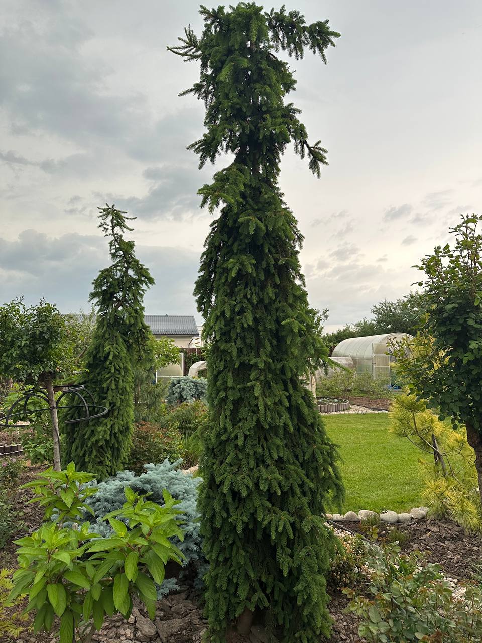 Picea abies ‘Inversa’