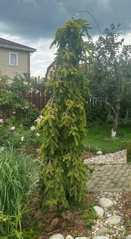 Picea abies ‘Gold Drift’