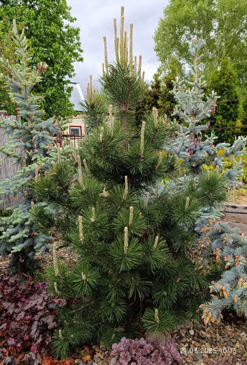 Pinus mugo 'Gnom’