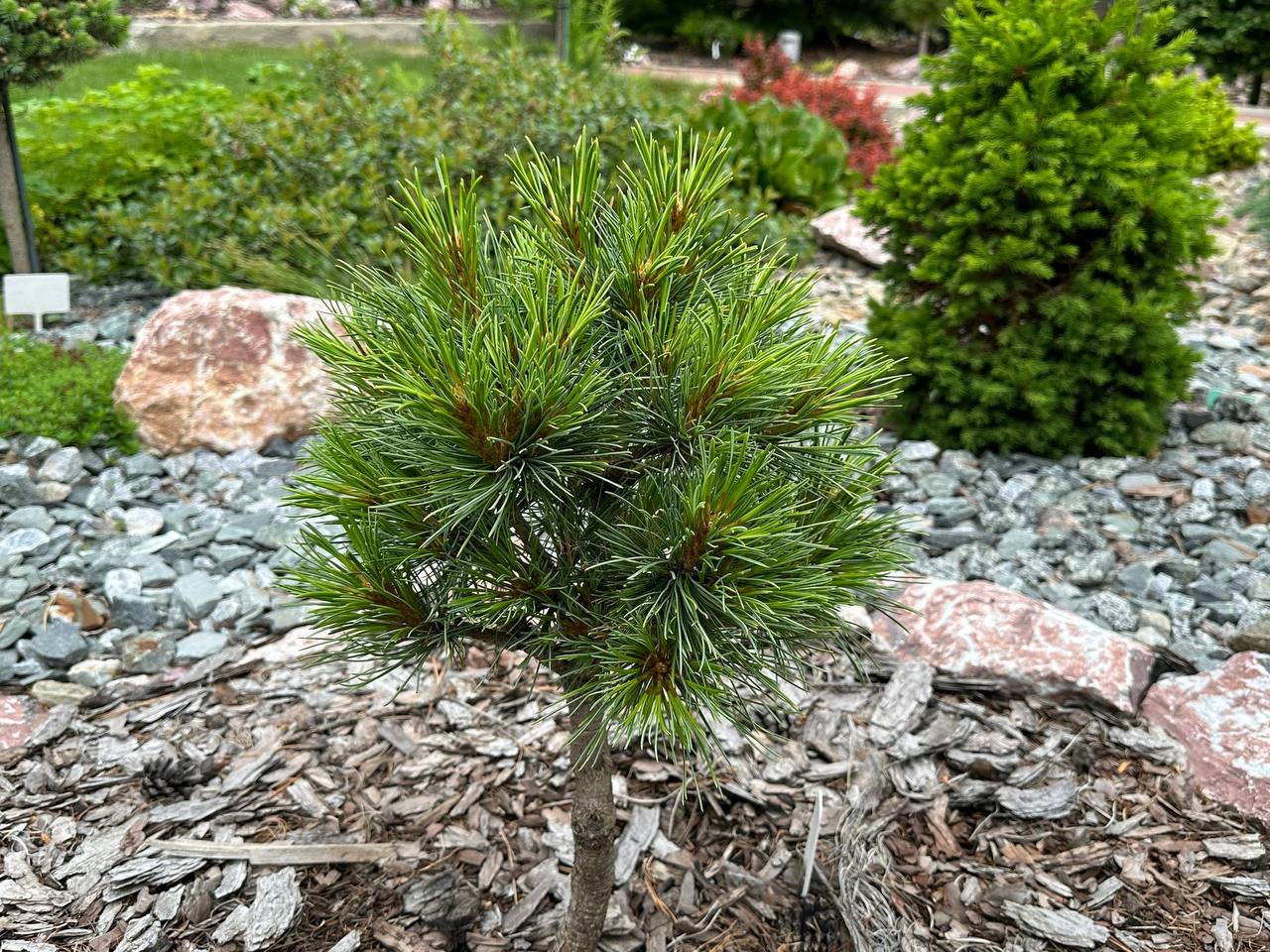 Pinus cembra 'Ortler'