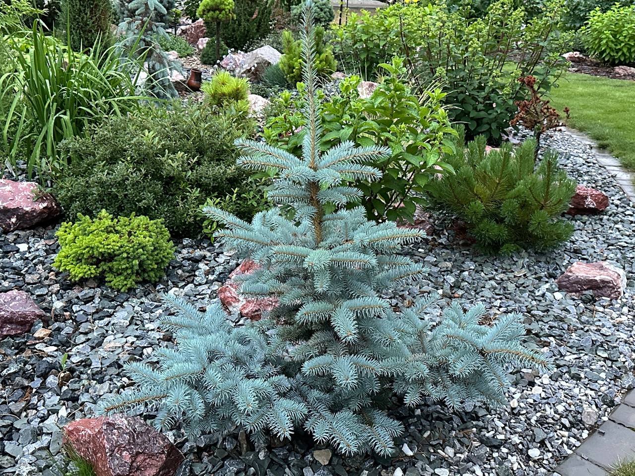 Picea pungens ‘Filip's Blue Compact’