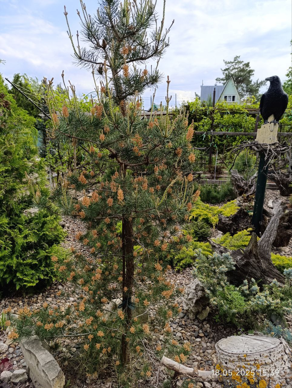 Pinus banksiana ’Arktis’