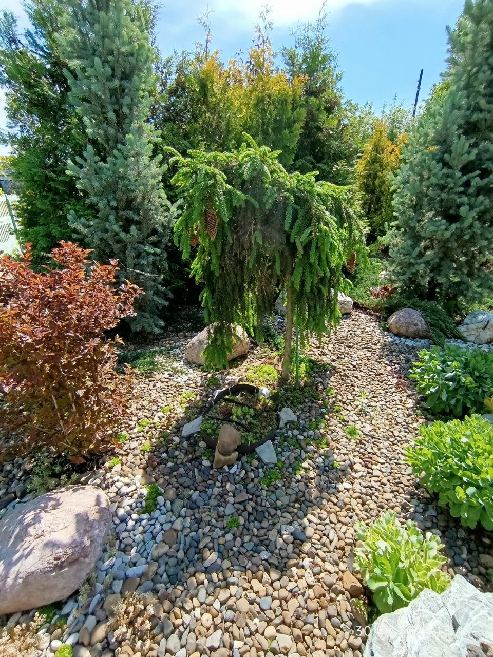 Picea abies ‘Inversa’