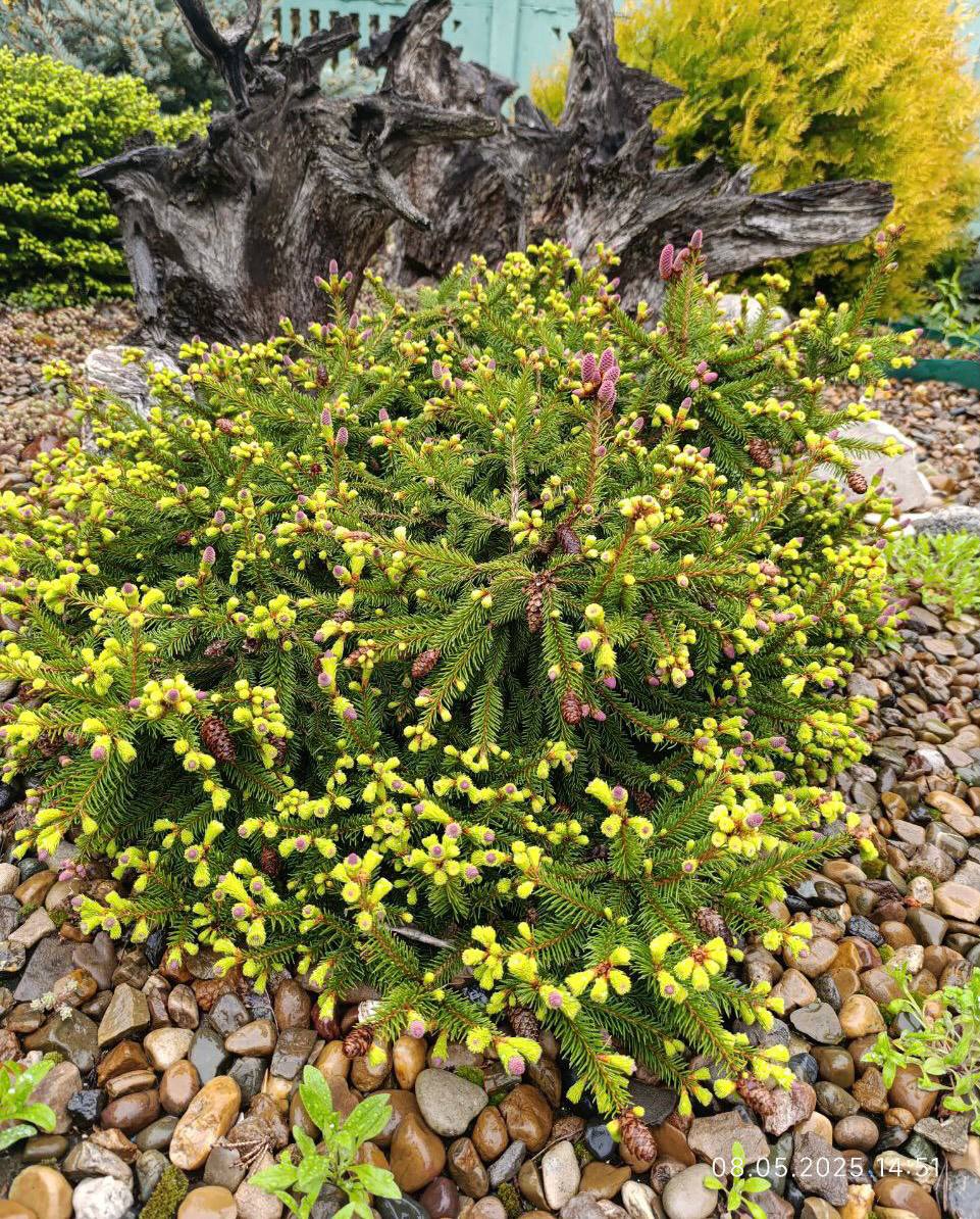 Picea abies ‘Pusch’