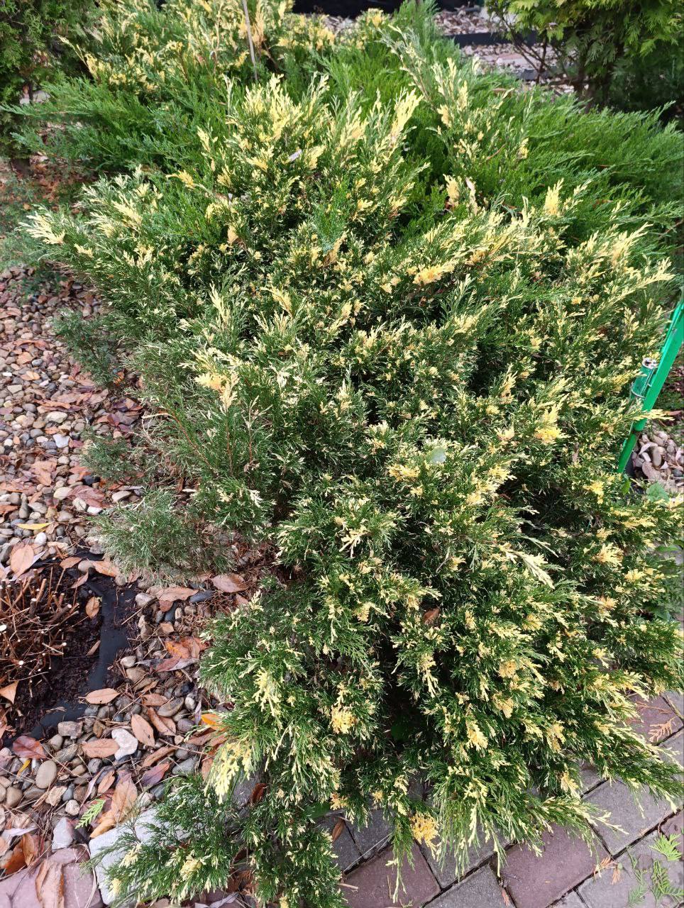 Juniperus sabina ‘Variegata’