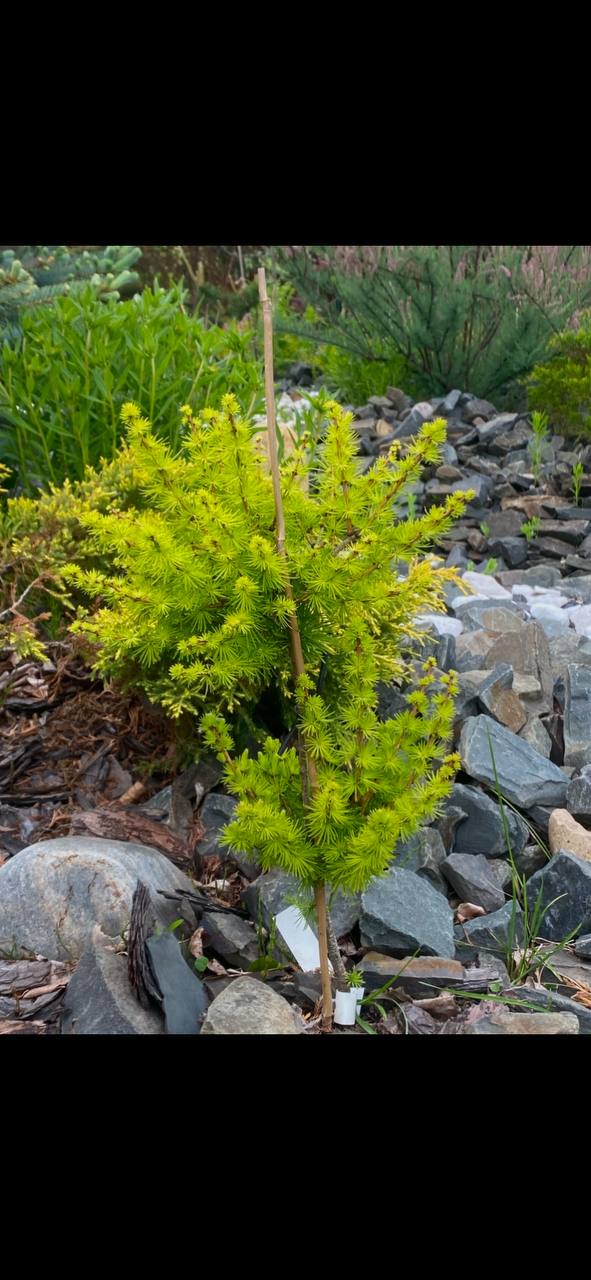 Larix archangelica 'Kroshka'