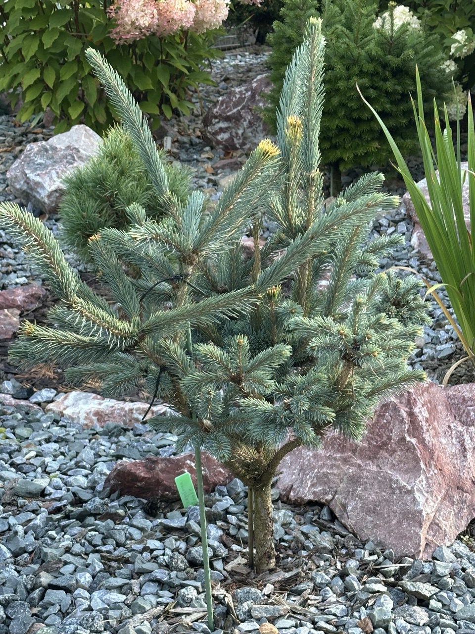 Picea engelmannii 'Snake'